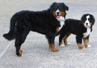 Dorosły berneński pies pasterski ze szczeniakiem.