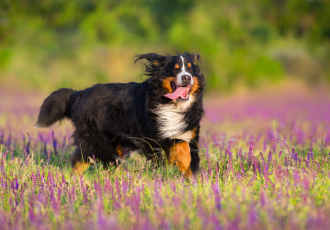 Berneński pies pasterski dorosły.