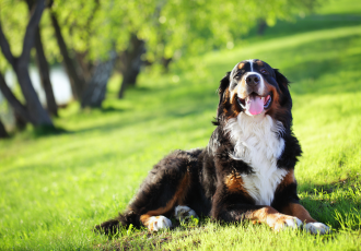 Berneński pies pasterski leży na trawie.