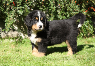 Szczeniak berneńskiego psa pasterskiego.