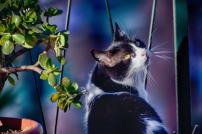 Kot na niezabezpieczonym balkonie.