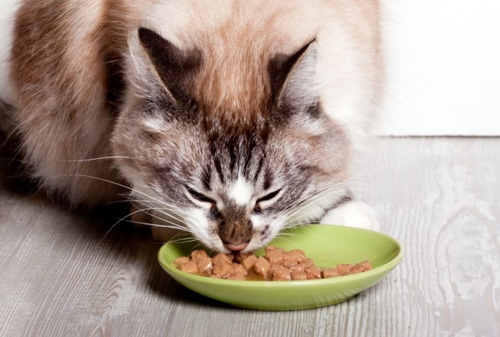 Kot je mokrą karmę.