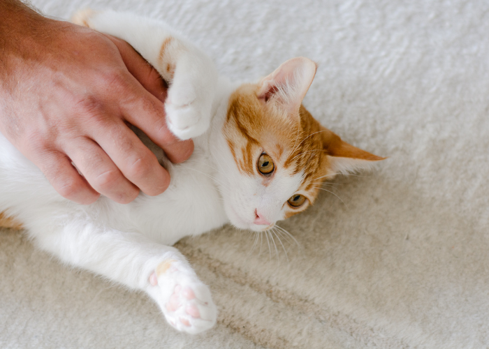 Objawy białaczki u kota.