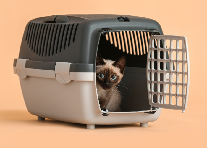 Kot w transporterze.