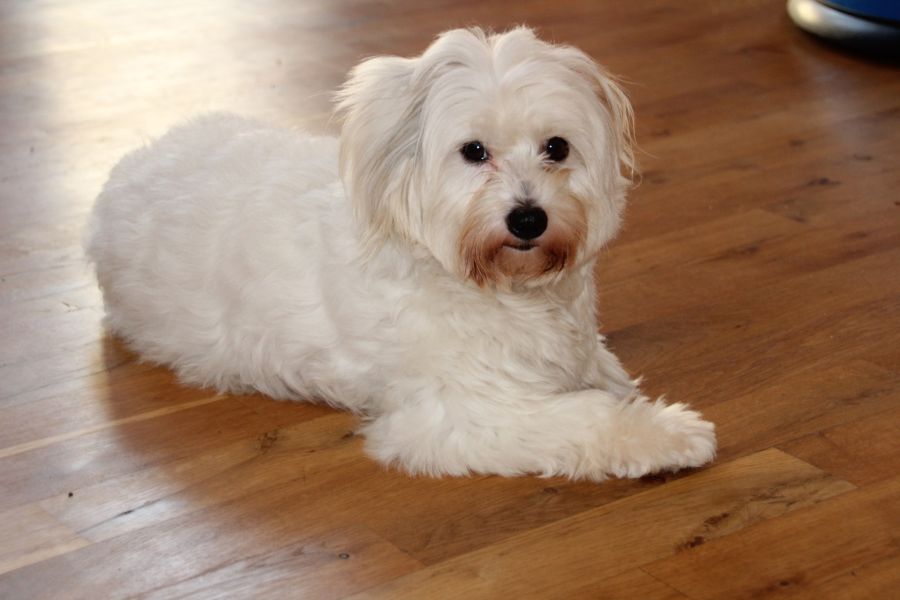 Coton de tulear - biały piesek