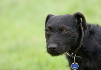 Patterdale terrier czarny.