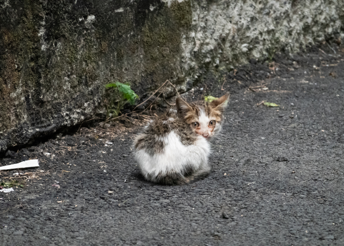 Błąkający się kot - trzeba reagować!