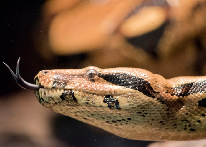 Wąż boa dusiciel.