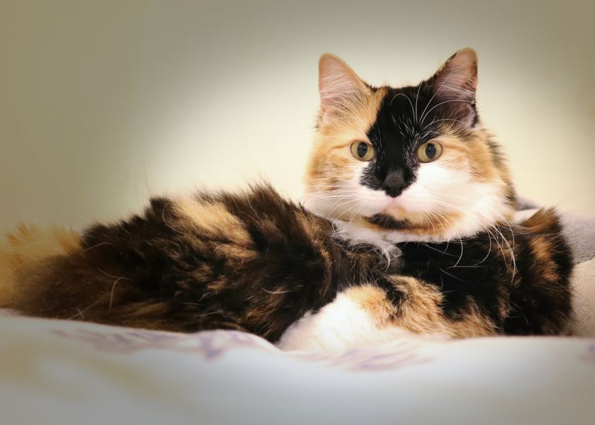 Kot japoński bobtail długowłosy tricolor.