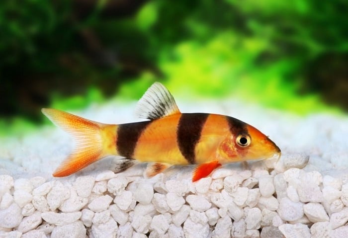 Bocja wspaniała na kamienistym dnie akwarium.