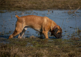 Boerboel z kopiowanym ogonem.