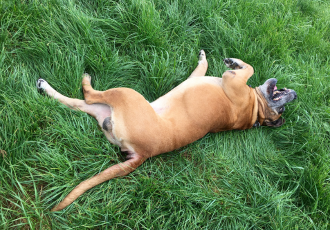 Mastif południowoafrykański leży na trawie.