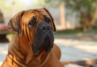 Boerboel brązowy.