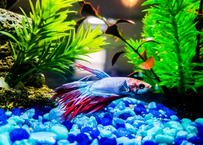 Bojownik, jako ryba mięsożerna.