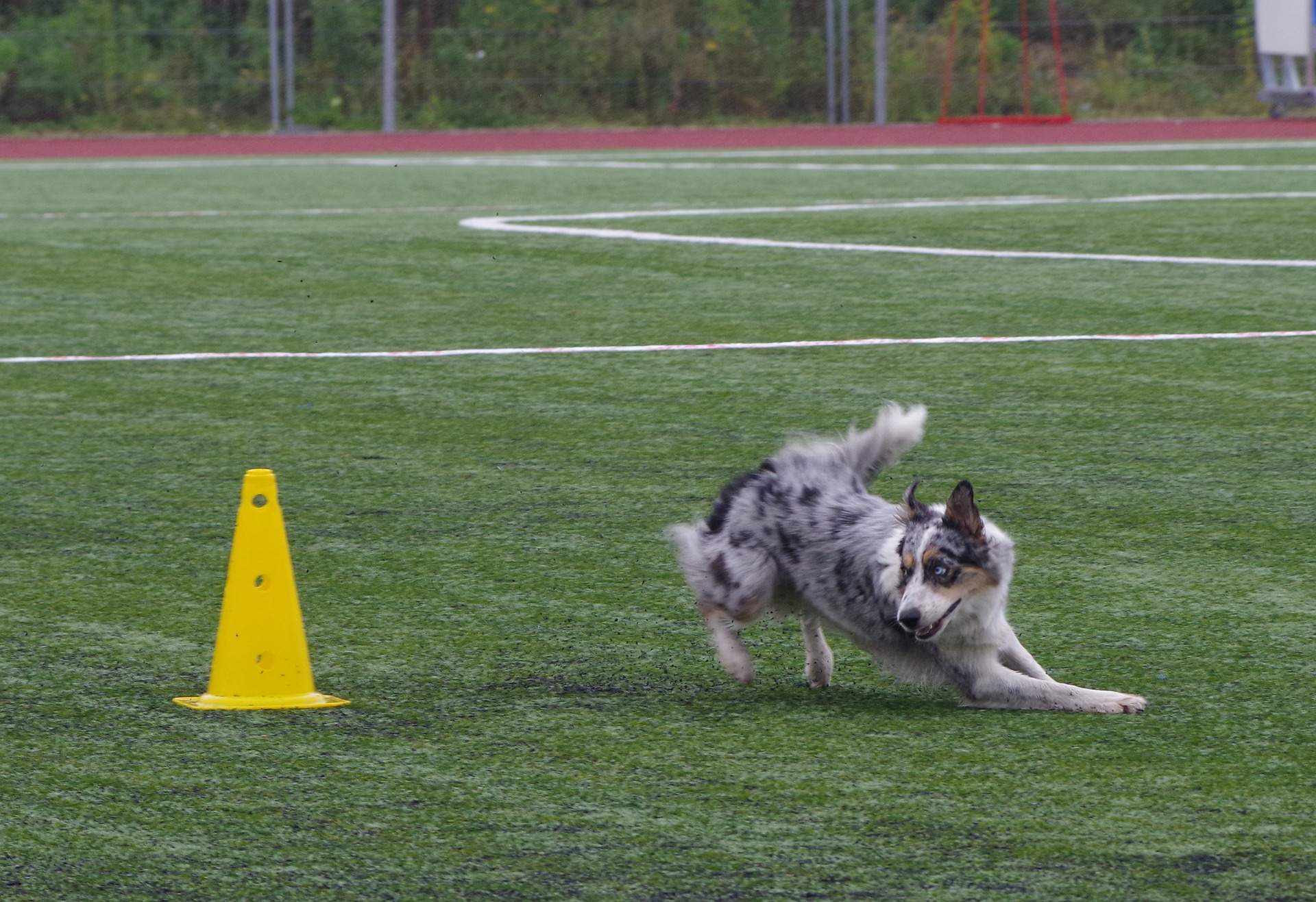 Border collie wymaga bardzo dużo aktywności zarówno fizycznej jak i umysłowej. Świetnie nadają się do wszelkich sportów z udziałem psów.