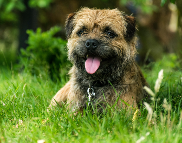 Border terrier nietrymowany.