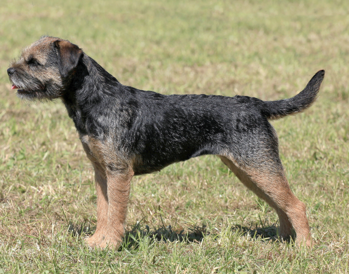 Border terrier trymowany.