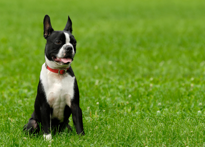 Rasa psa boston terrier.