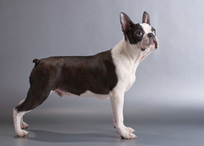 Wygląd boston terriera.