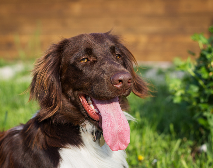 Mały münsterländer czekoladowo - biały.