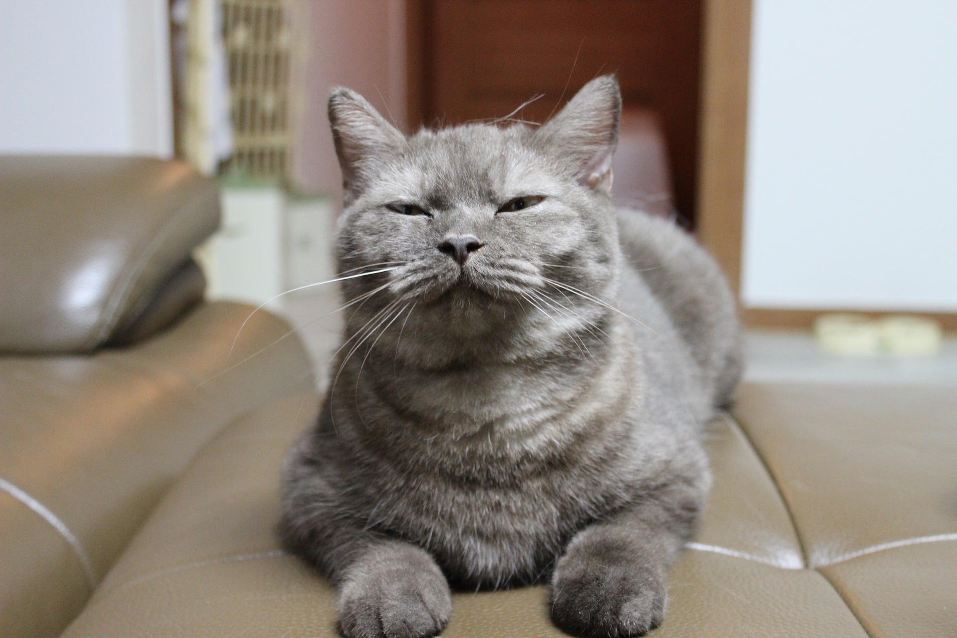 Koty domowe na przykład wyraźnie preferują pożywienie bogate w białko i tłuszcze zwierzęce. Są to substancje o kluczowym znaczeniu dla ich zdrowia.