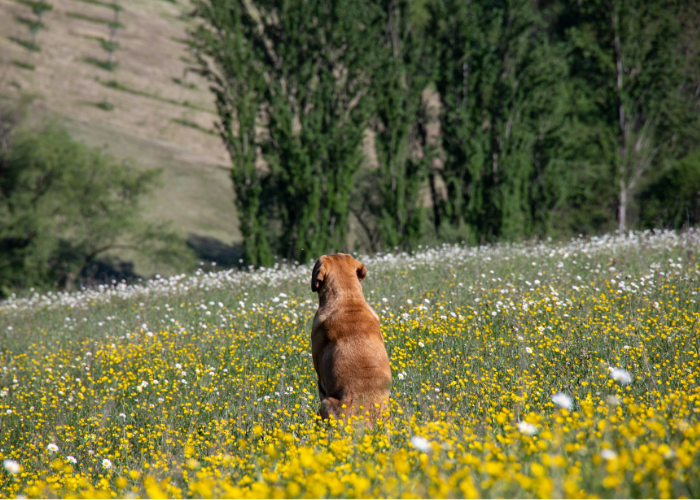 Broholmer na łące.