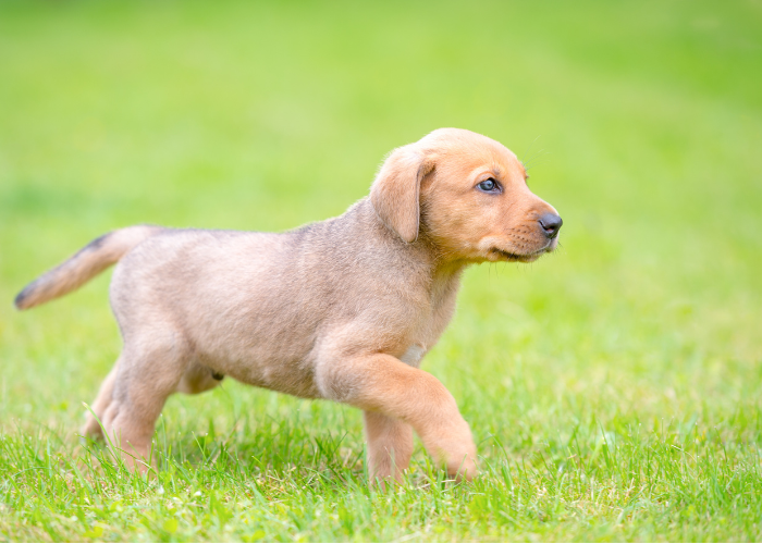 Szczeniak broholmera.