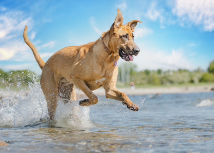Broholmer bawi się w wodzie.