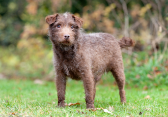 Patterdalle terrier brązowy z białymi łatami.