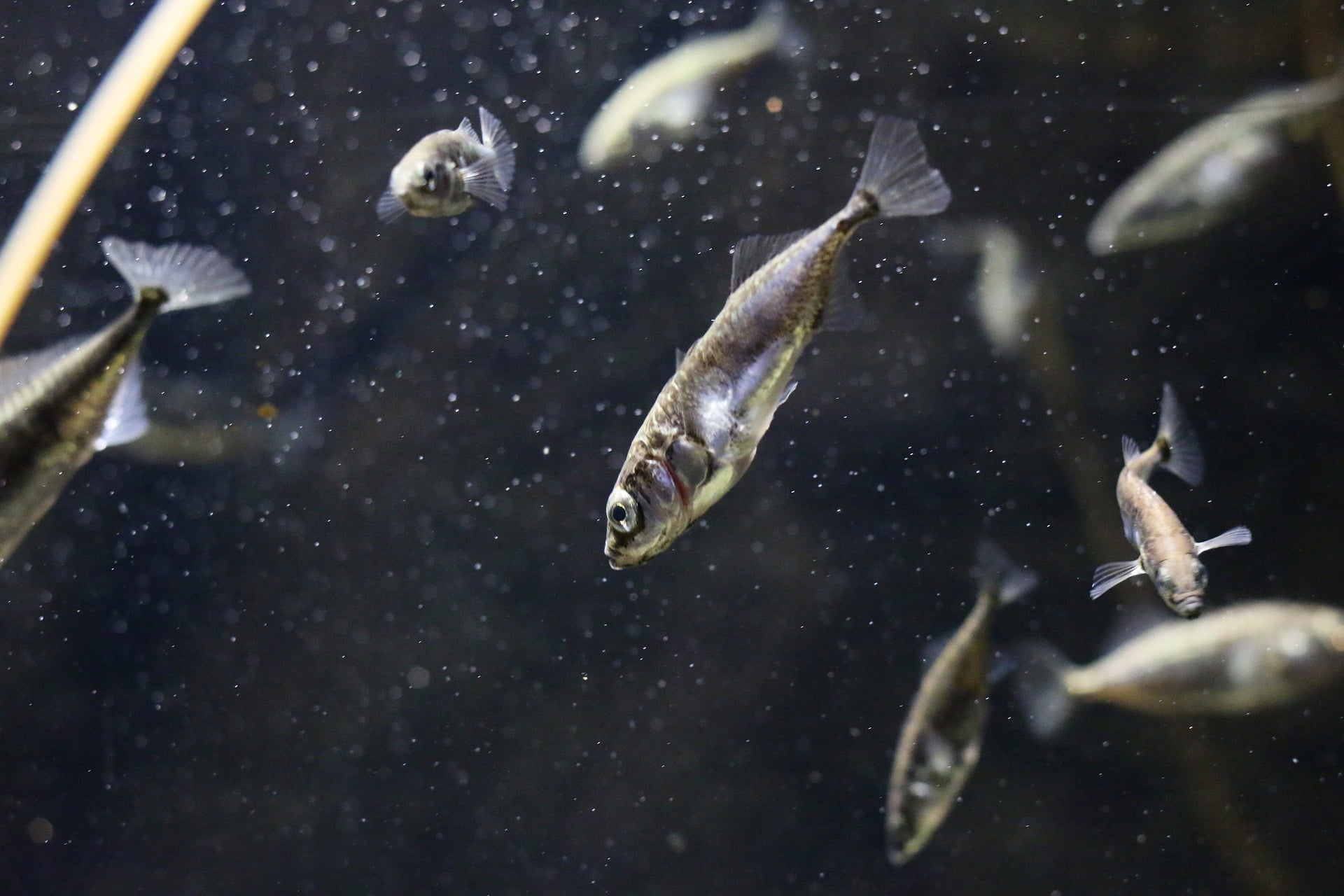 Mętna woda w akwarium może przybrać kolor biały, zielony lub brązowy.