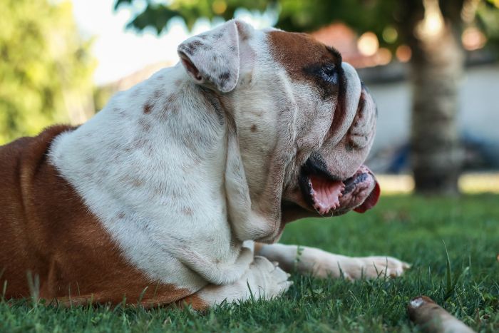 Buldog angielski leży.
