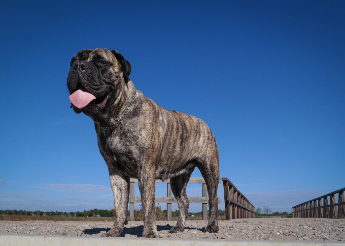 Bullmastiff pręgowany.