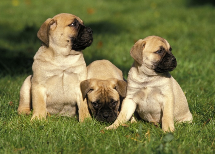Szczeniaki bullmastiffa.
