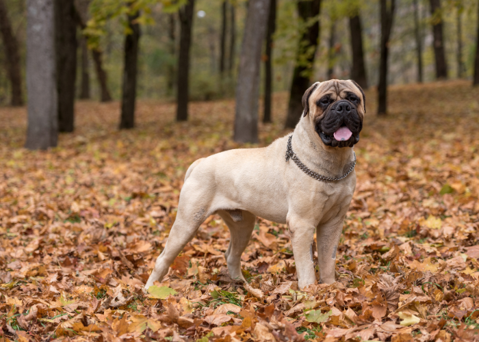 Wzorzec FCI bullmastiffa.