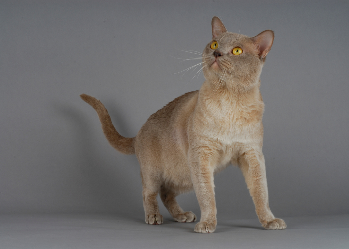 Kot burmski szampański.