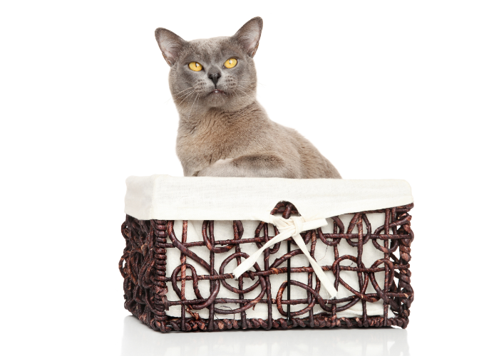 Kot burmski liliowy.