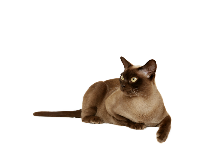 Kot burmski sobolowy.