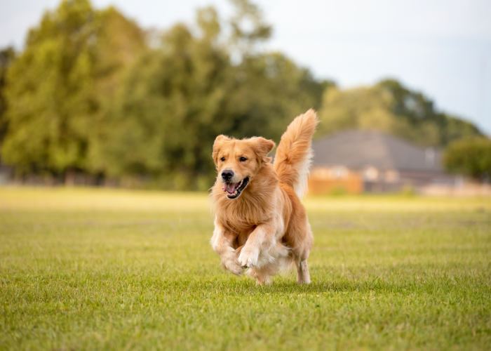 Film Był sobie pies.