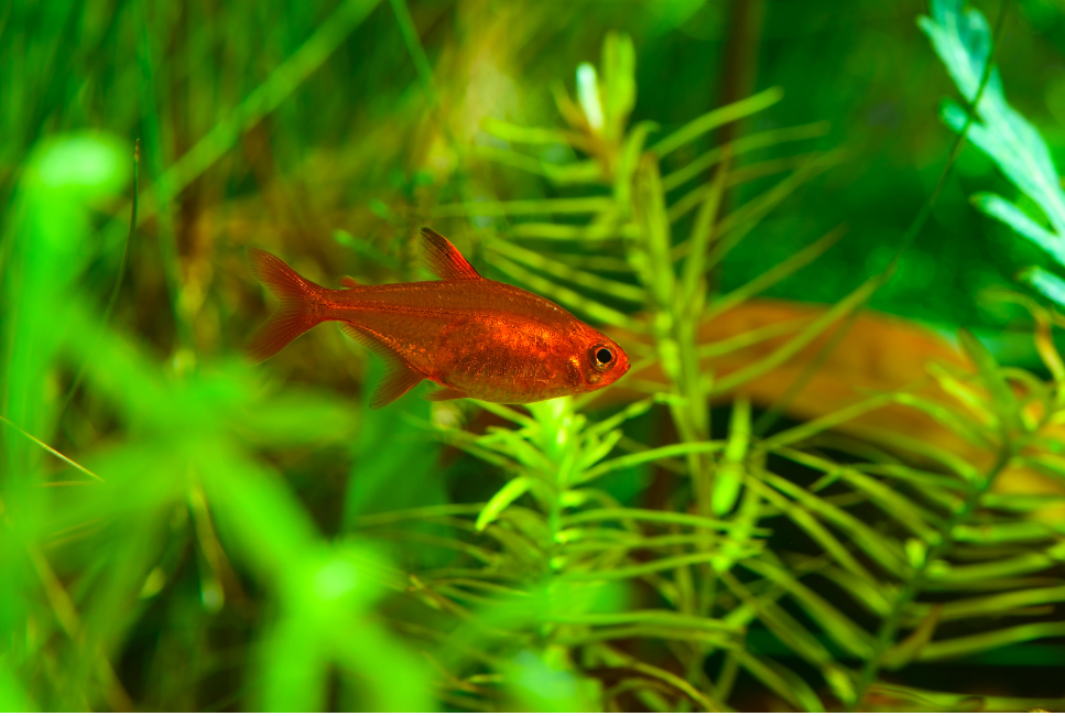 Ryba bystrzyk amandy w akwarium.