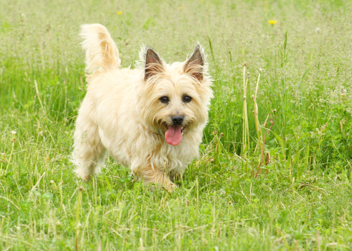 White cairn terrier.