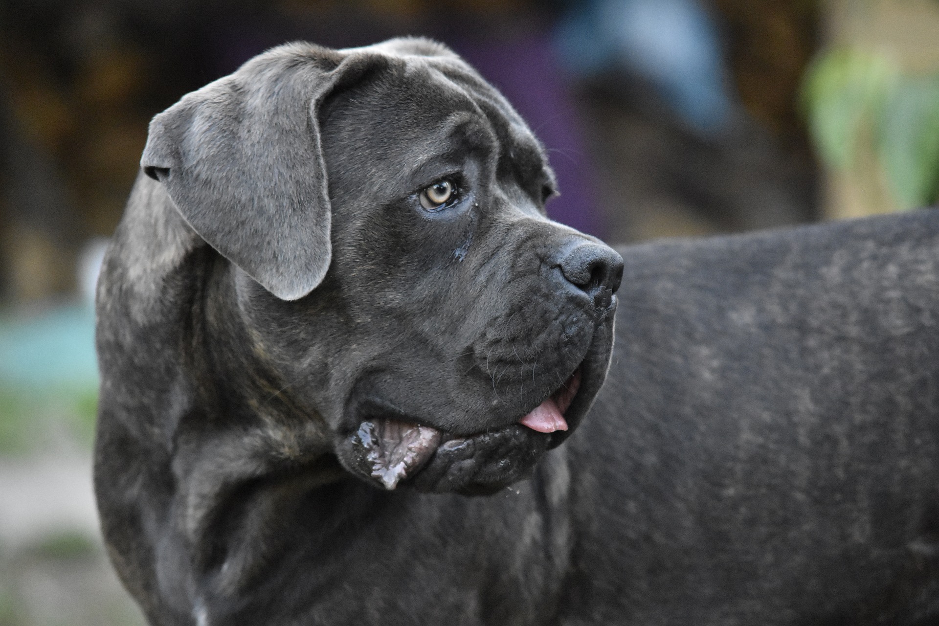 Psy cane corso ze względu na swoje pochodzenie oraz inteligencję potrzebują dużej dawki zarówno aktywności fizycznej jak i psychicznej.