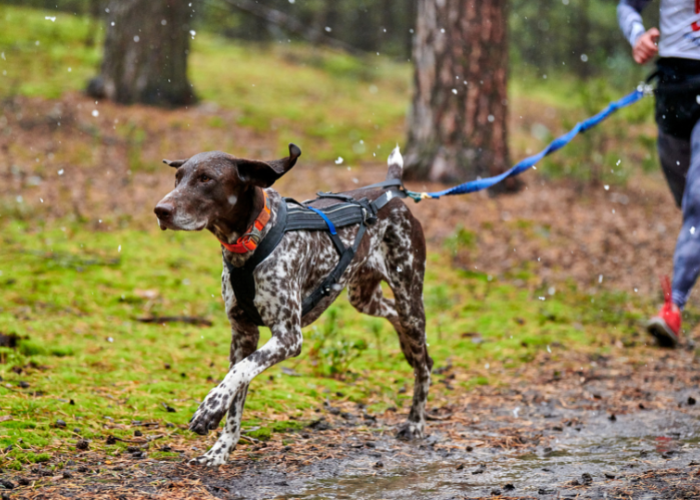Caninross i pointer.
