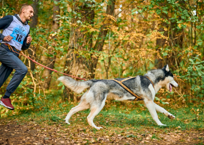 Husky podczas canicrossu.