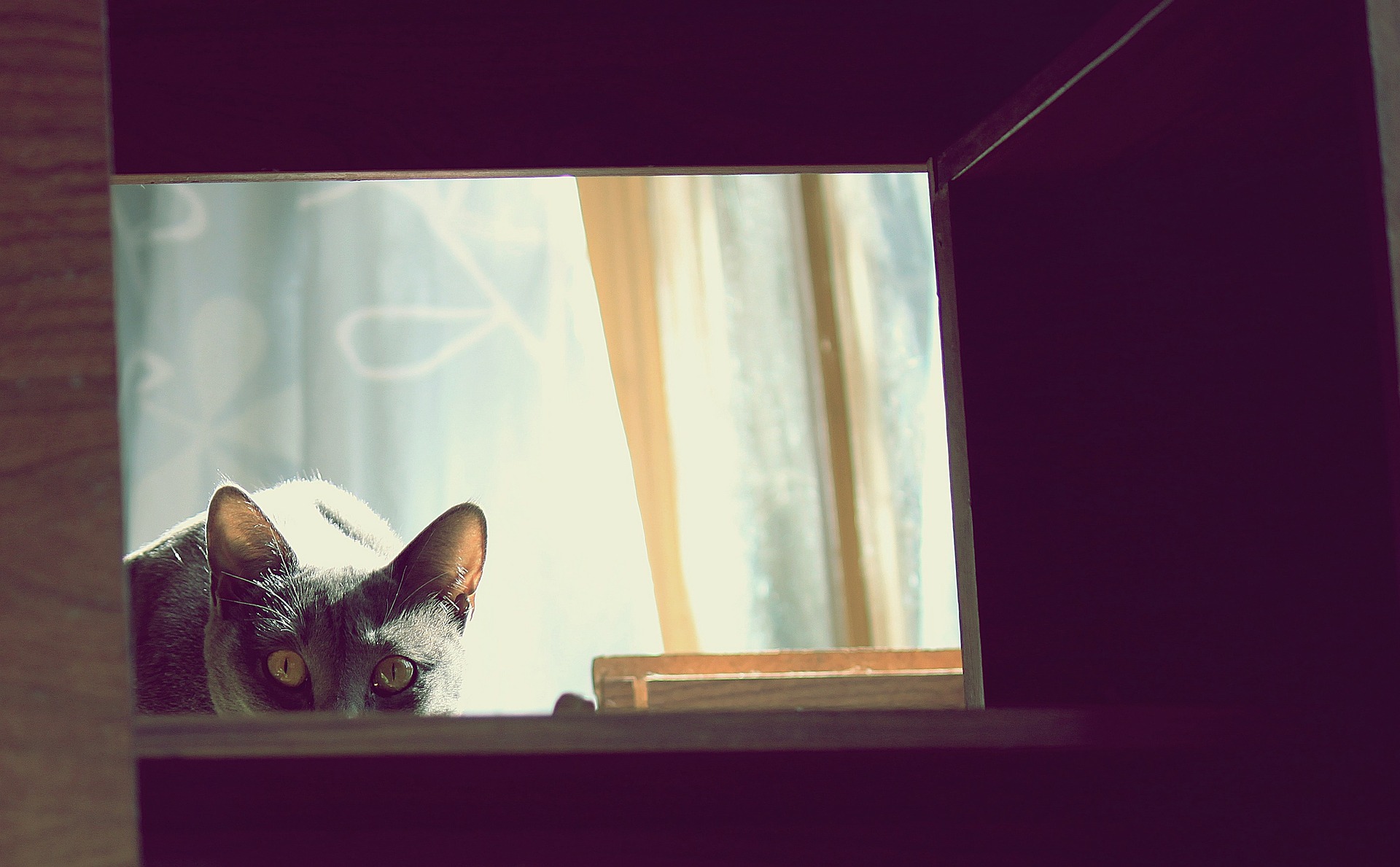 Zabawa z kotem własnymi dłońmi czy stopami właściwie zawsze kończy się ugryzieniem. Takie postępowanie sprawia, że kot szukając atencji będzie atakował człowieka, myśląc, że to zabawa.