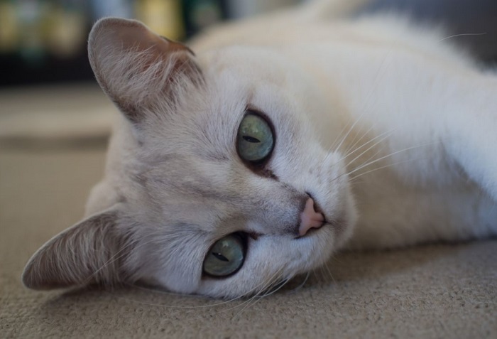 Kot burmilla o srebrzystej sierści.