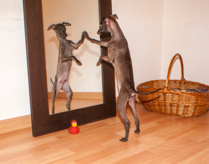 Charcik włoski niebieski.