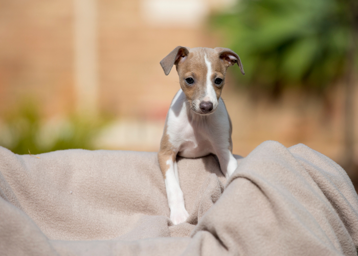Szczeniak charcika włoskiego.