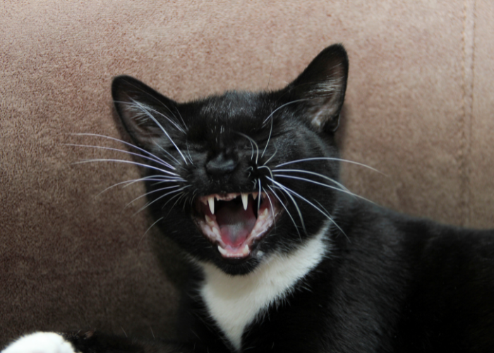 Kot charczy - co to może oznaczać?.