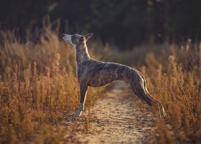 Postawa charta whippet.