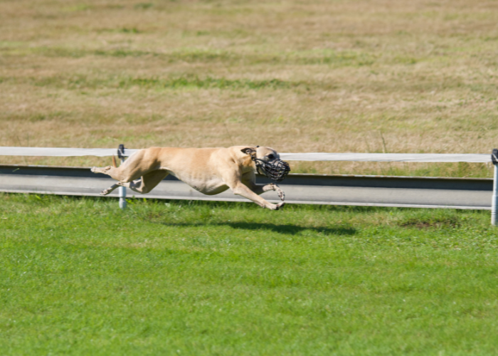 Wyścigi charta arabskiego.